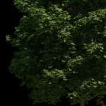 Acer platanoides 202SU - Norway Maple