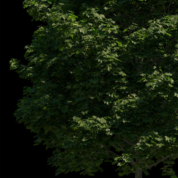Acer platanoides 202SU - Norway Maple