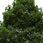 Acer platanoides 202SU - Norway Maple