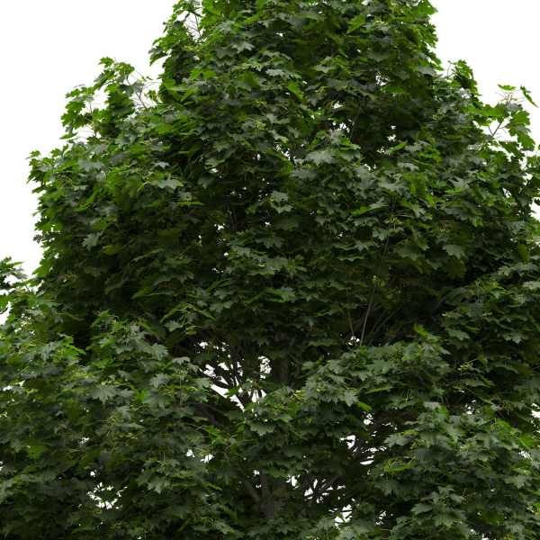 Acer platanoides 202SU - Norway Maple