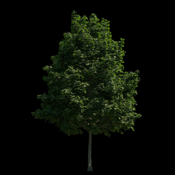 Acer platanoides 202SU - Norway Maple