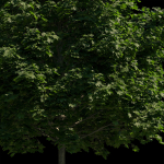 Acer platanoides 202SU - Norway Maple