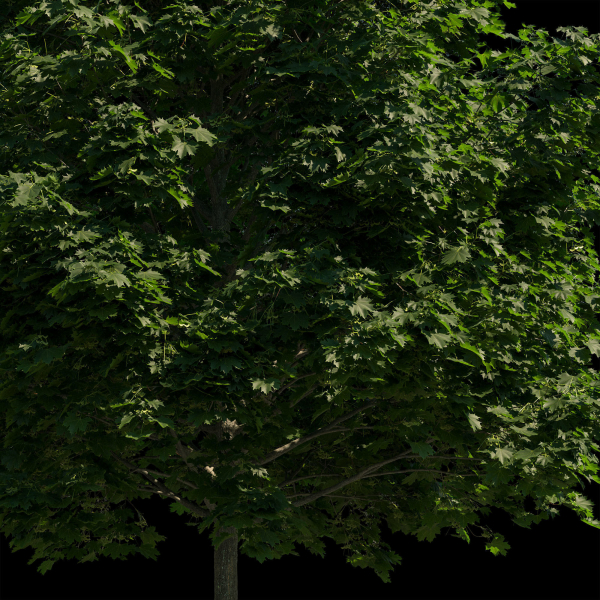 Acer platanoides 202SU - Norway Maple