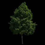 Acer platanoides 202SU - Norway Maple