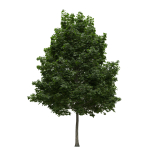 Acer platanoides 202SU - Norway Maple