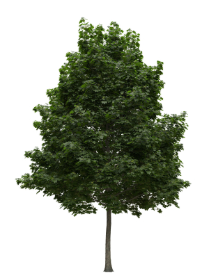 Acer platanoides 202SU - Norway Maple