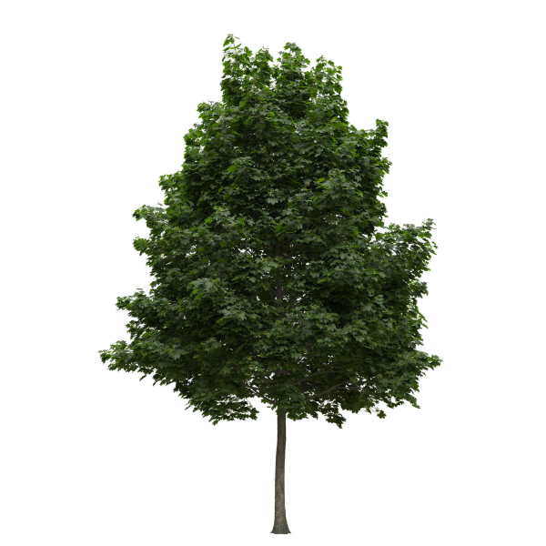 Acer platanoides 202SU - Norway Maple