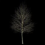 Acer platanoides 202SU - Norway Maple
