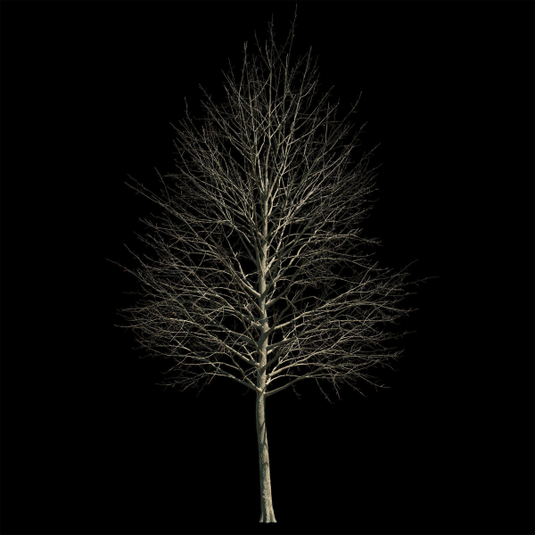 Acer platanoides 202SU - Norway Maple