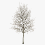 Acer platanoides 202SU - Norway Maple