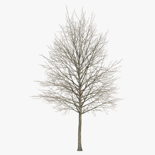 Acer platanoides 202SU - Norway Maple