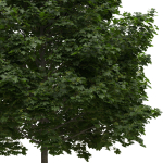Acer platanoides 202SU - Norway Maple