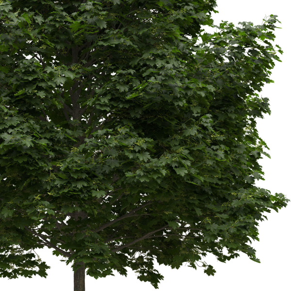 Acer platanoides 202SU - Norway Maple