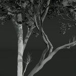 Acer Pseudoplatanus