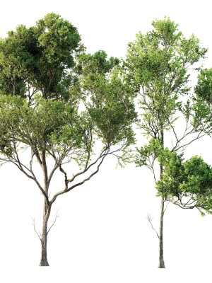 Acer Pseudoplatanus