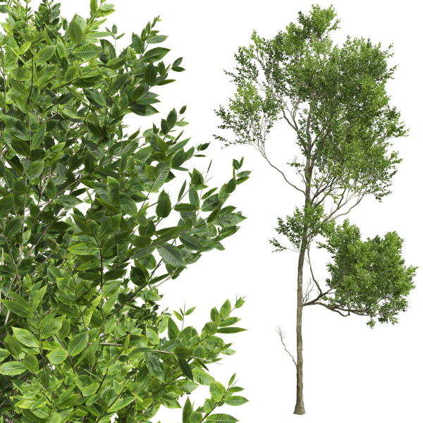 Acer Pseudoplatanus