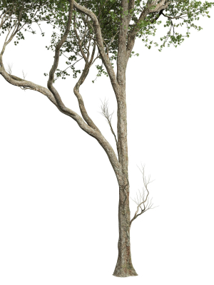 acer-pseudoplatanus-3d-model-beeea7ecf8