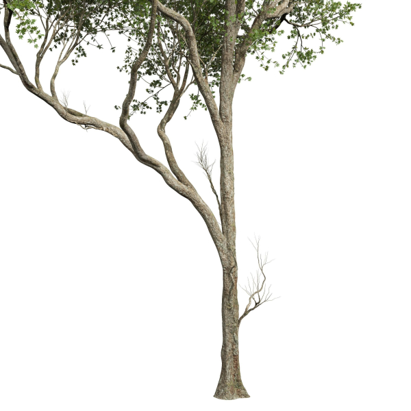 Acer Pseudoplatanus