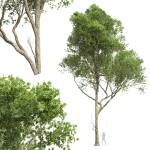 Acer Pseudoplatanus