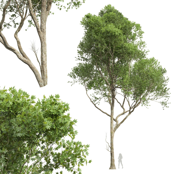 Acer Pseudoplatanus