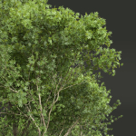 Acer Pseudoplatanus