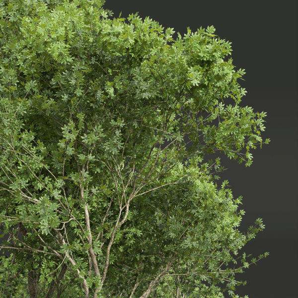 Acer Pseudoplatanus