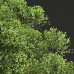 Acer Pseudoplatanus and Acer Saccharinum Summer