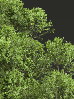 acer-pseudoplatanus-and-acer-saccharinum-summer-3d-model-max-obj-fbx-mat