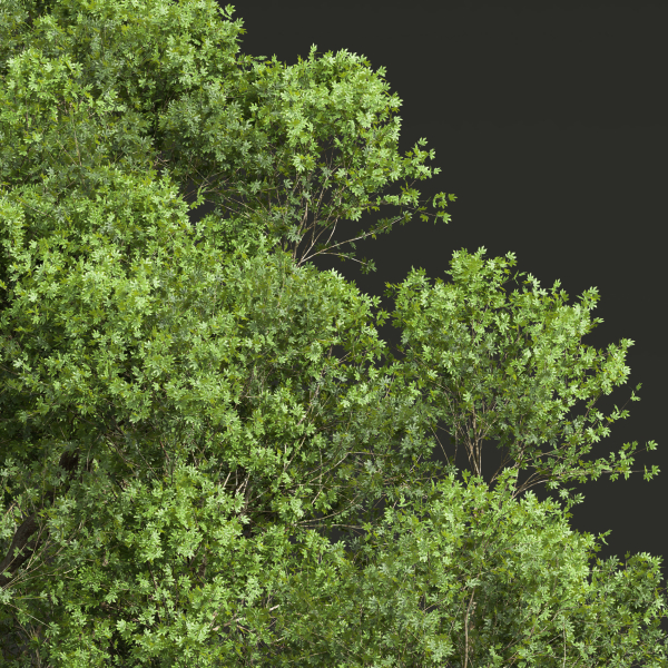 Acer Pseudoplatanus and Acer Saccharinum Summer