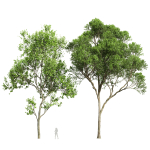 Acer Pseudoplatanus and Acer Saccharinum Summer