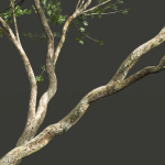 Acer Pseudoplatanus and Acer Saccharinum Summer