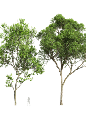 Acer Pseudoplatanus and Acer Saccharinum Summer