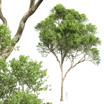 Acer Pseudoplatanus and Acer Saccharinum Summer
