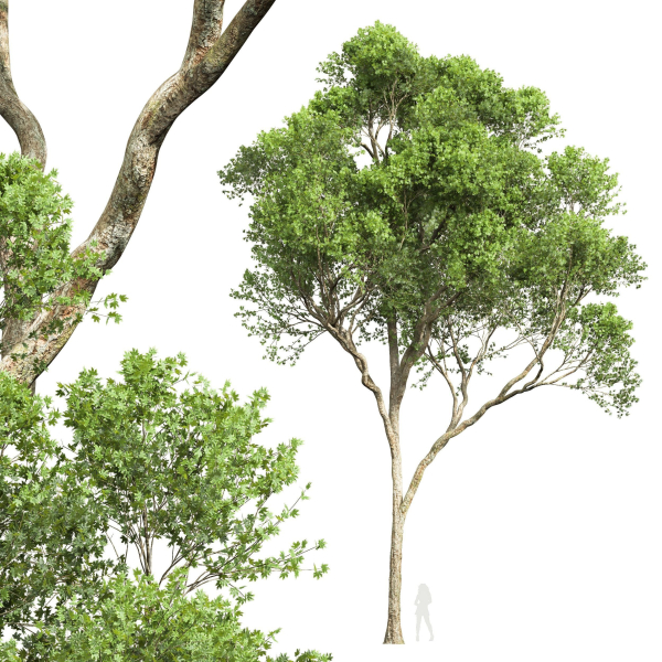 Acer Pseudoplatanus and Acer Saccharinum Summer