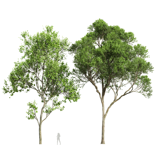 Acer Pseudoplatanus and Acer Saccharinum Summer