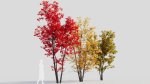 Acer saccharinum a