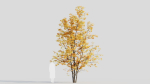 Acer saccharinum a