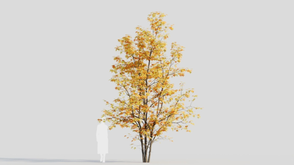 Acer saccharinum a