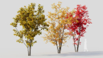 Acer saccharinum a
