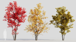 Acer saccharinum a