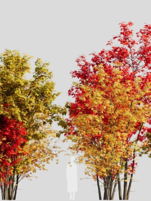 Acer saccharinum a