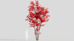 Acer saccharinum a