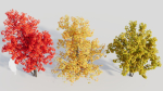 Acer saccharinum a