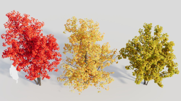 Acer saccharinum a