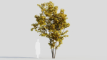 Acer saccharinum a