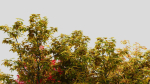 Acer saccharinum a