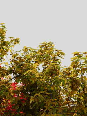 acer-saccharinum-a-3d-model-e120ec8652