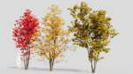 Acer saccharinum a