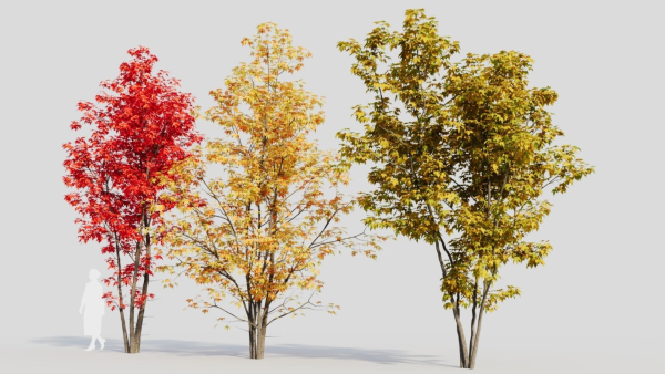 Acer saccharinum a