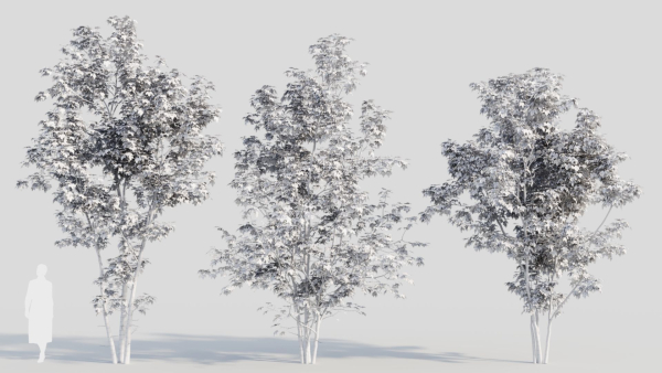 Acer saccharinum a
